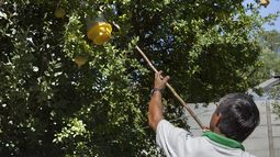 Entregaron hasta el último difusor de feromona