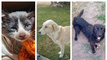 Estos son los perritos y gatitos sanjuaninos que buscan un hogar