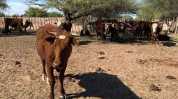 Un control rutinario de la Policía Rural de San Juan derivó en la inspección técnica de un camión cargado de bovinos que se dirigía a San Luis. El resultado de la investigación. Un control rutinario de la Policía Rural de San Juan derivó en la inspección técnica de un camión cargado de bovinos que se dirigía a San Luis. El resultado de la investigación.