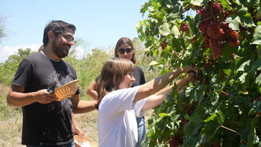 La experencia en medio de los viñeados de 25 de Mayo, que se puede vivir en vacaciones de verano.
