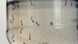 Proyectan que los casos de dengue en San Juan serán más de los que se esperaban y piden a la gente eliminar los espacios en los que los mosquitos pueden colocar sus huevos.