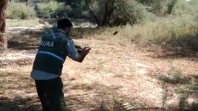 Liberaron aves rescatadas en operativos de conservación