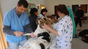 Programa de tenencia responsable y sanidad animal