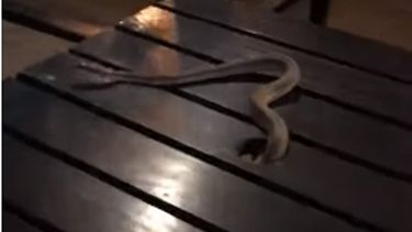 Video: una víbora cayó del techo de un café sanjuanino y espantó a todos