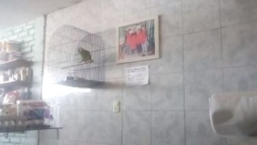 Conocé al loro sanjuanino que canta canciones de Boca y piropea