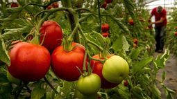San Juan recibirá a los mejores: será sede del Congreso Mundial del Tomate