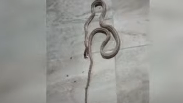 Video no apto para fóbicos: una serpiente sorprendió a un vecino de Pocito