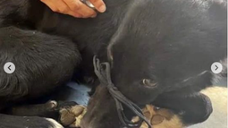 Proteccionistas sanjuaninas denuncian la muerte de un perro al que habrían violado