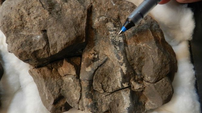 Hallan en Ischigualasto fósiles de los más antiguos del mundo