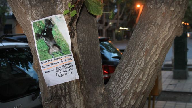 Ofrecen jugosas recompensas para recuperar a sus mascotas