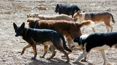 Qué sanción podría recaer sobre el dueño de los perros que mataron a un niño de dos años en Rivadavia