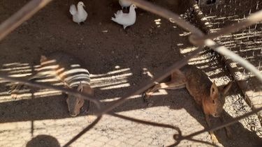 Tenía un zoológico en casa: rescataron a animales en cautiverio en Caucete