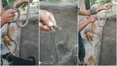 Hallaron una víbora en un domicilio de Capital Hallaron una víbora en un domicilio de Capital