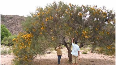 La ‘Chica’, en peligro de extinción