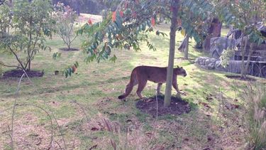 Hallaron perros destrozadas en Pocito: creen fueron atacados por pumas