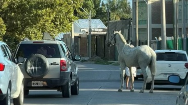Tiraban un caballo con un auto mientras circulaban por plena Capital y el animal se asustó y se soltó.