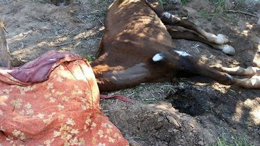 Murió Luna, la yegua que habían abandonado en un camping