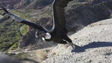 La emocionante liberación del cóndor en el impactante paisaje huaqueño, en imágenes