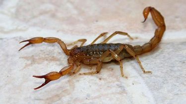 Con el calor, escorpiones: mirá qué tenés que saber