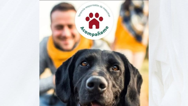 La app para pichicus de San Juan ya está disponible