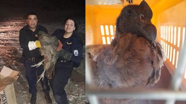 Rescataron a un tierno cóndor pichón herido en Rivadavia