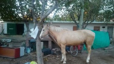 Murieron tres caballos en Calingasta y no descartan que sea por influenza