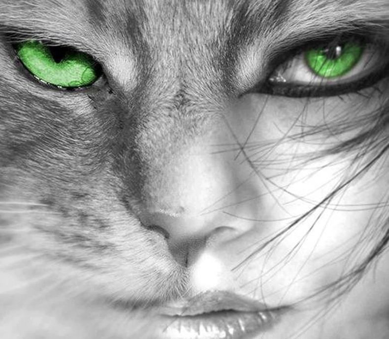A cada signo lo representa un animal espiritual: ¿cuál es el tuyo? A cada signo lo representa un animal espiritual: ¿cuál es el tuyo?