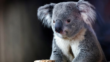 Australia sacrificó a 750 koalas con francotiradores tras un incendio forestal