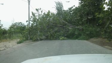 Un árbol cayó y cortó por completo la Progreso