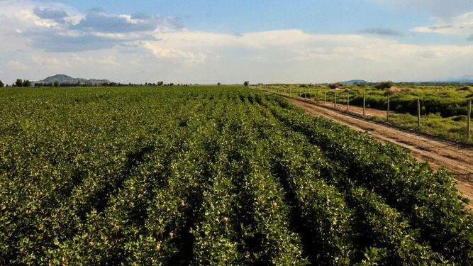 Cómo es la genética de algodón recientemente descubierta que permitirá expandir la plantación en San Juan