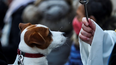 En distintas parroquias de San Juan darán la bendición a las mascotas en el Día del Animal. En distintas parroquias de San Juan darán la bendición a las mascotas en el Día del Animal.