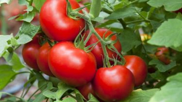 Del 28 al 30 de junio llega el III Encuentro Argentino del Tomate