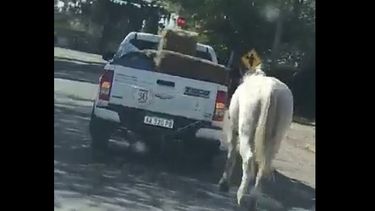 Indignación por un caballo al que hacían trotar tras una camioneta