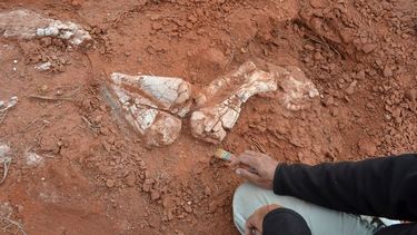 Por el nuevo dinosaurio, se viene la expropiación y protección en Balde de Leyes