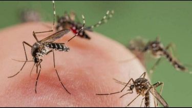 Mosquitos y más mosquitos en San Juan: el por qué de esta invasión inusual
