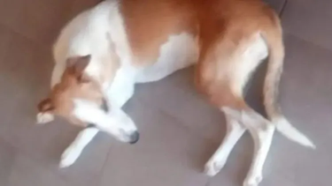 Convocan a una marcha por el asesinato de una perrita en Caucete