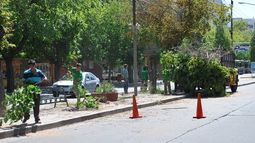 Arrancaron las tareas de reforestación del boulevard de Avenida Libertador