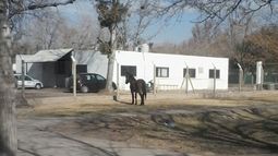 Recorrió tres barrios persiguiendo a un caballo para rescatarlo