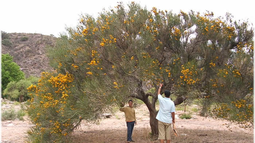 Chica, la planta autóctona de Sierra de Chávez que tiene su fiesta para ponerla en valor