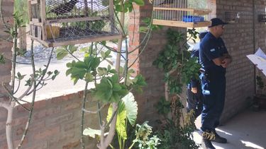 Rescataron 18 aves que permanecían en cautiverio por medio de la caza ilegal, en una casa de Pocito.