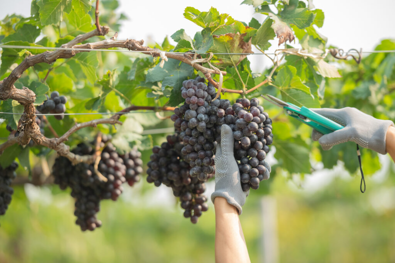 Mal tiempo y mal negocio: la cosecha de uvas en San Juan en crisis, según los viñateros
