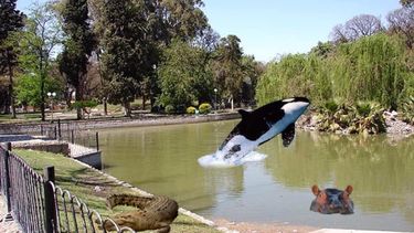 “Animales que no son comunes en nuestra ciudad tomaron las calles desiertas”