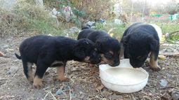 Le quieren poner un collar a todos los animales esterilizados en Rivadavia