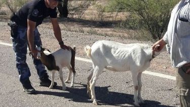Otra vez capturaron animales sueltos en las rutas sanjuaninas
