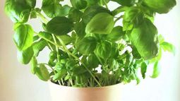 Plantas medicinales: cinco opciones para tu jardín