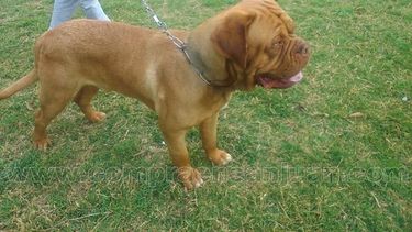 Los taxi can: cuánto cuesta en San Juan el servicio de monta de los perros de raza