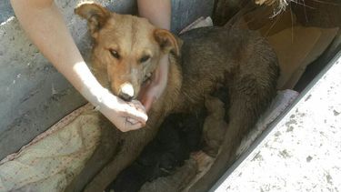Historia viral en San Juan: la perra que lloró para que salven a sus crías