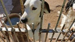 Vecina denunciante: ‘No se puede vivir con los olores y ruidos’