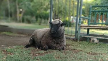 Bichi, la oveja jardinera que se cree perro y tiene al barrio bajo control