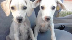 Se viene una marcha contra el maltrato animal en San Juan